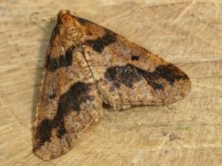 Бабочка пяденицы-обдирало, или листопадной пяденицы (Erannis defoliaria) Бабочка пяденицы-обдирало, или листопадной пяденицы (Erannis defoliaria)