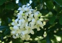 Муррайя метельчатая, или Муррайя иноземная