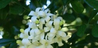 Муррайя метельчатая, или Муррайя иноземная