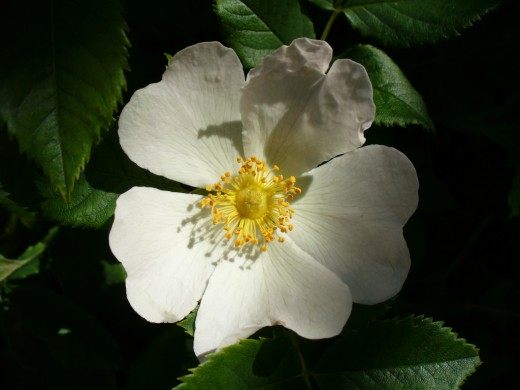 Роза мускусная (Musk rose)