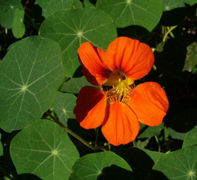 Настурция, или Капуцин (Tropaeolum) Настурция, или Капуцин (Tropaeolum)
