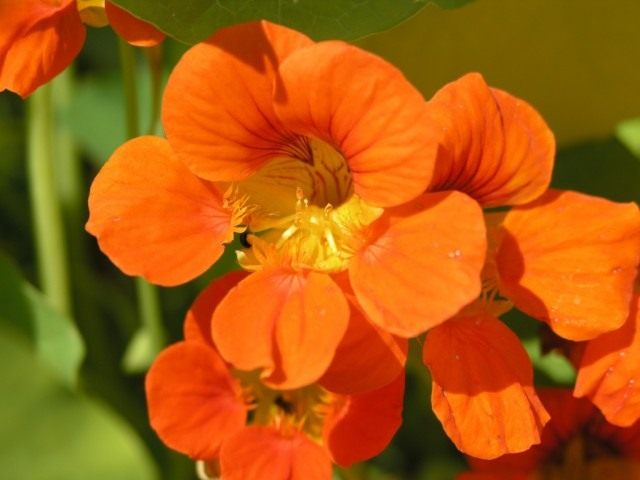 Настурция, или Капуцин (Tropaeolum) Настурция, или Капуцин (Tropaeolum)