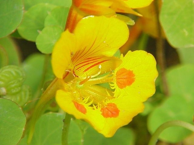 Настурция, или Капуцин (Tropaeolum) Настурция, или Капуцин (Tropaeolum)