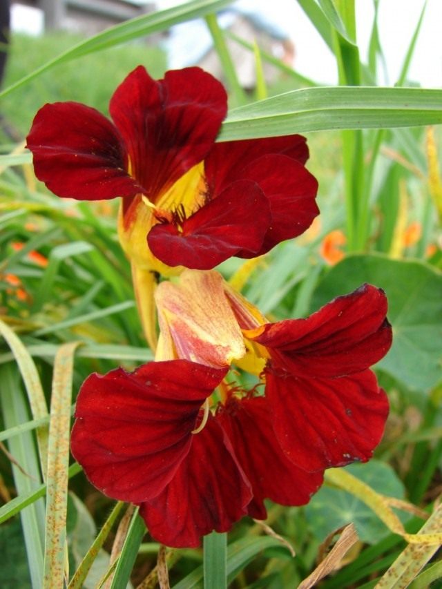 Настурция, или Капуцин (Tropaeolum) Настурция, или Капуцин (Tropaeolum)