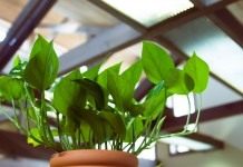 Естественная подсветка растений