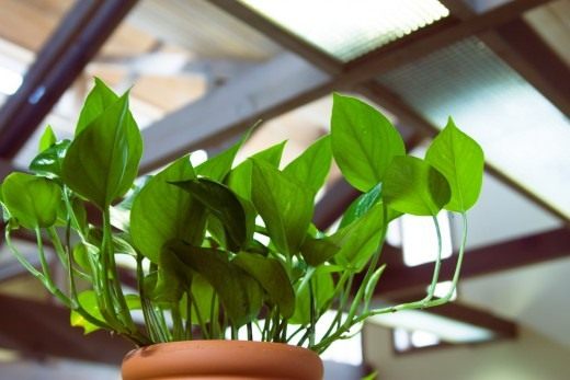 Естественная подсветка растений (Natural lighting plants) Естественная подсветка растений