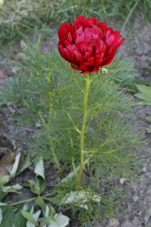 Пион узколистный Пион узколистный (Paeonia tenuifolia)