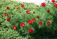 Пион узколистный (Paeonia tenuifolia)
