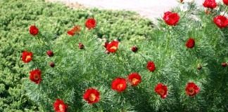 Пион узколистный (Paeonia tenuifolia)