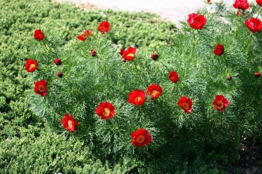 Пион узколистный (Paeonia tenuifolia)
