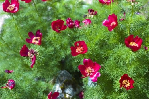 Пион узколистный (Paeonia tenuifolia) Пион узколистный (Paeonia tenuifolia)