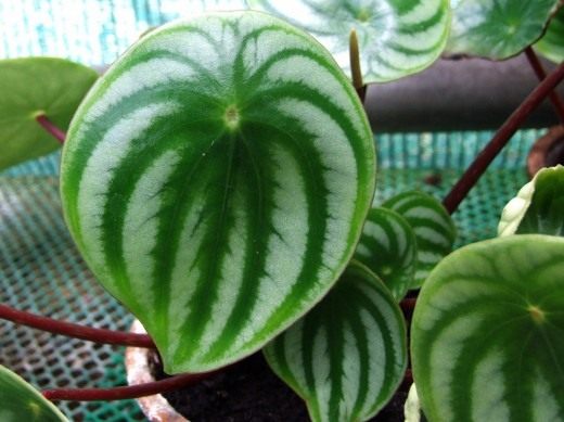 Пеперомия серебристая (Peperomia argyreia)