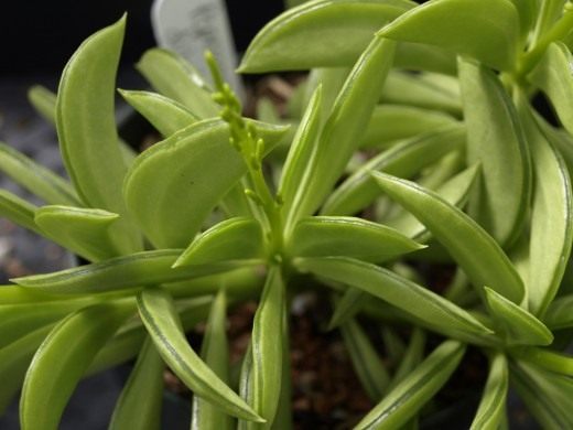 Пеперомия долотовидная (Peperomia dolabriformis)