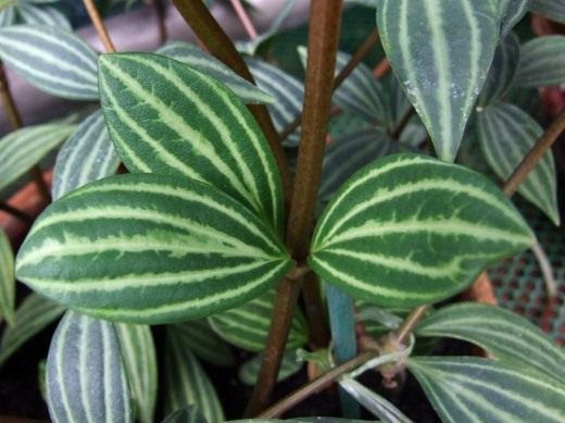 Пеперомия ямчатая (Peperomia puteolata)