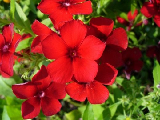 Флокс Друммонда (Annual Phlox)