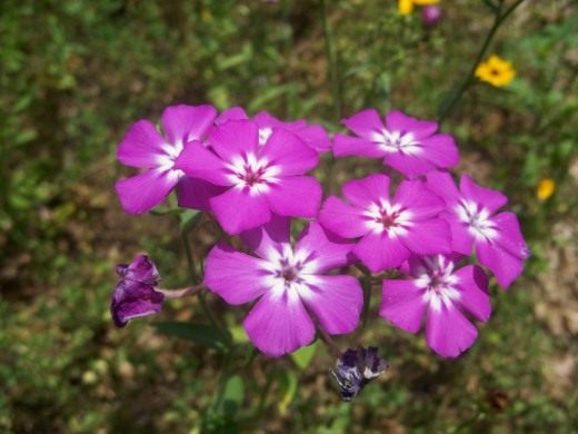 Флокс Друммонда (Annual Phlox)