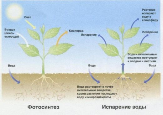 Фотосинтез и Испарение воды (Photosynthesis & Evaporation of water)