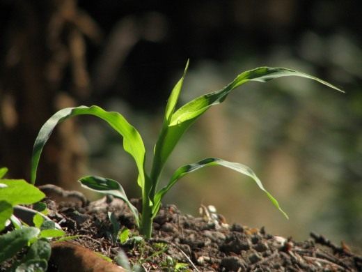 Растение (Plant)