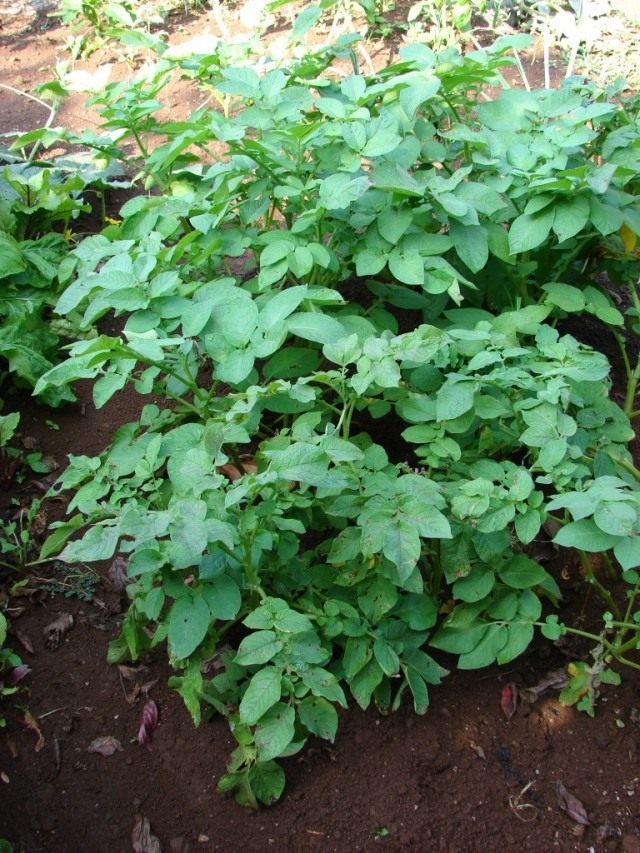 Картофель Картофель