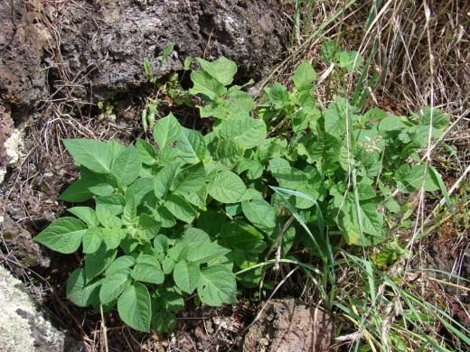 Картофель (Potato)