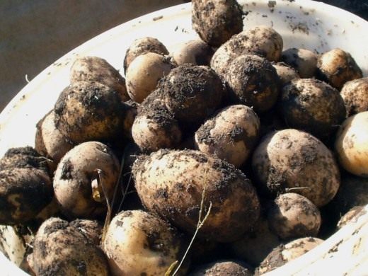 Картофель (Potato)