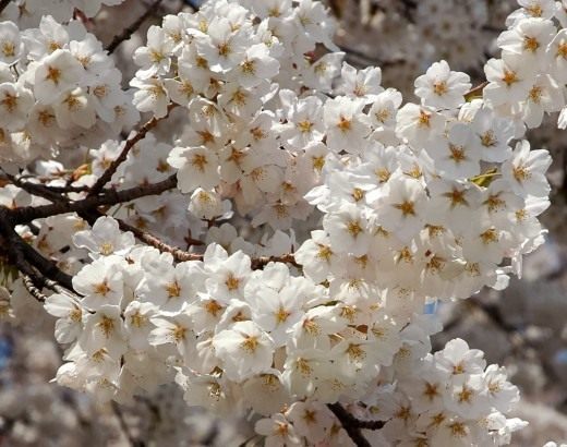 Сакура, Вишня мелкопильчатая (Sakura) Сакура, Вишня мелкопильчатая