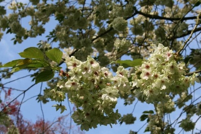 Сакура, или Вишня мелкопильчатая (Prunus serrulata) Сакура, или Вишня мелкопильчатая (Prunus serrulata)