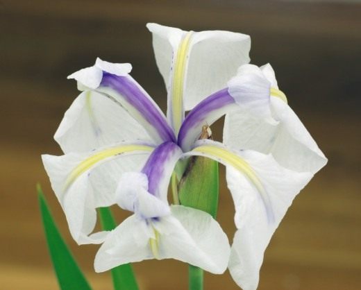 Ирис гладкий (Rabbit-Ear Iris, kakitsubata)