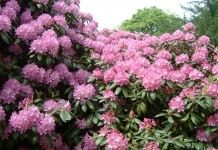 Рододендрон (Rhododendron)
