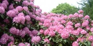 Рододендрон (Rhododendron)