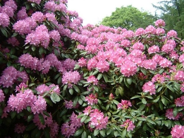 Рододендрон (Rhododendron) Рододендрон (Rhododendron)