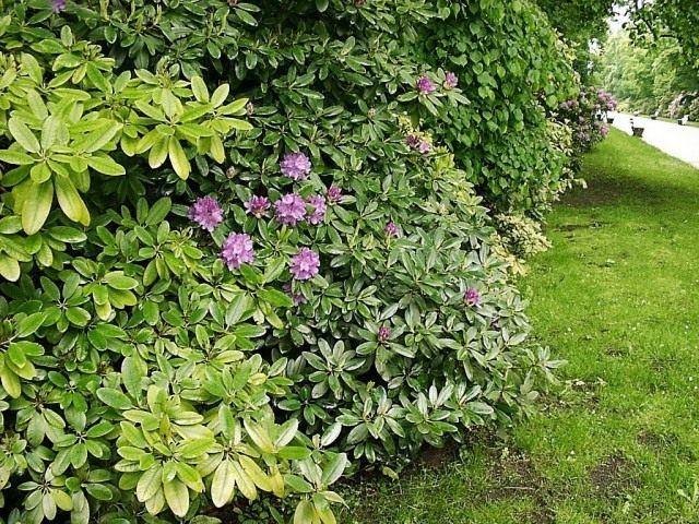 Рододендрон (Rhododendron) Рододендрон (Rhododendron)