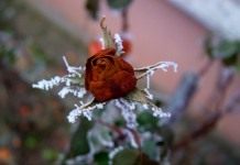 Роза зимой
