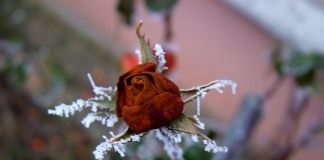 Роза зимой