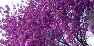 Сакура, или Вишня мелкопильчатая (Prunus serrulata)