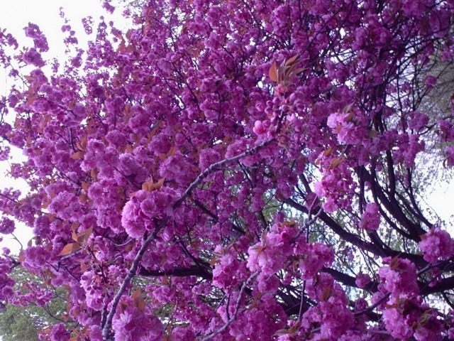 Сакура, или Вишня мелкопильчатая (Prunus serrulata) Сакура, или Вишня мелкопильчатая (Prunus serrulata)