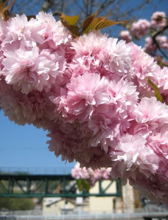 Сакура, или Вишня мелкопильчатая (Prunus serrulata) Сакура, или Вишня мелкопильчатая (Prunus serrulata)