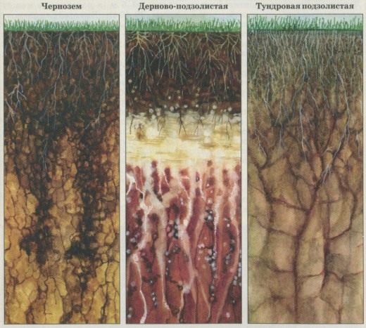 Типы почв (Soil types)