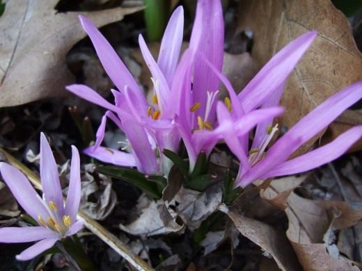 Брандушка, Бульбокодиум (Spring Meadow Saffron)