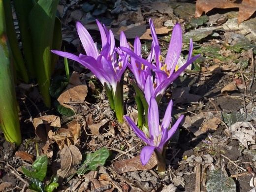 Брандушка, Бульбокодиум (Spring Meadow Saffron)