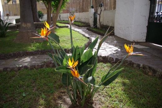 Стрелиция (Strelitzia)