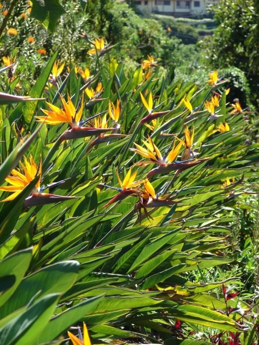 Стрелиция (Strelitzia)