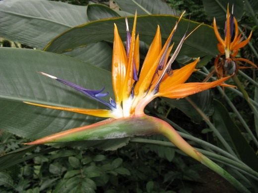 Стрелиция (Strelitzia)