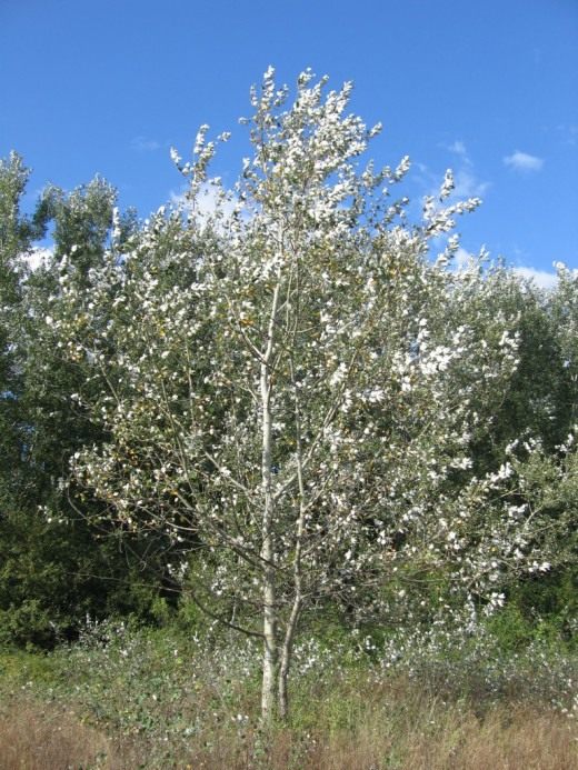 Тополь белый, или Тополь серебристый (White Poplar)