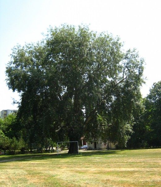 Тополь белый, или Тополь серебристый (White Poplar)