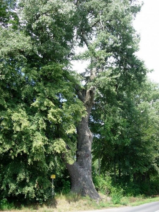 Тополь белый, или Тополь серебристый (White Poplar)