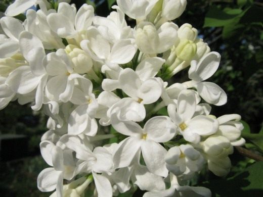 Белая сирень (White lilac)
