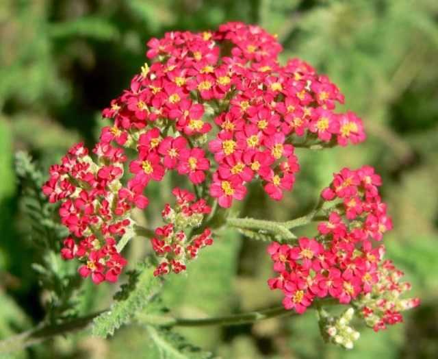 Тысячелистник обыкновенный (Achillea vulgaris), садовый сорт Тысячелистник обыкновенный (Achillea vulgaris), садовый сорт
