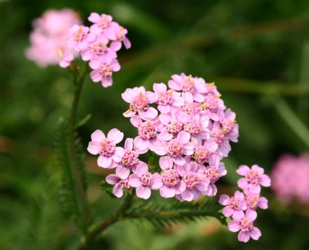 Тысячелистник обыкновенный (Achillea vulgaris), садовый сорт Тысячелистник обыкновенный (Achillea vulgaris), садовый сорт