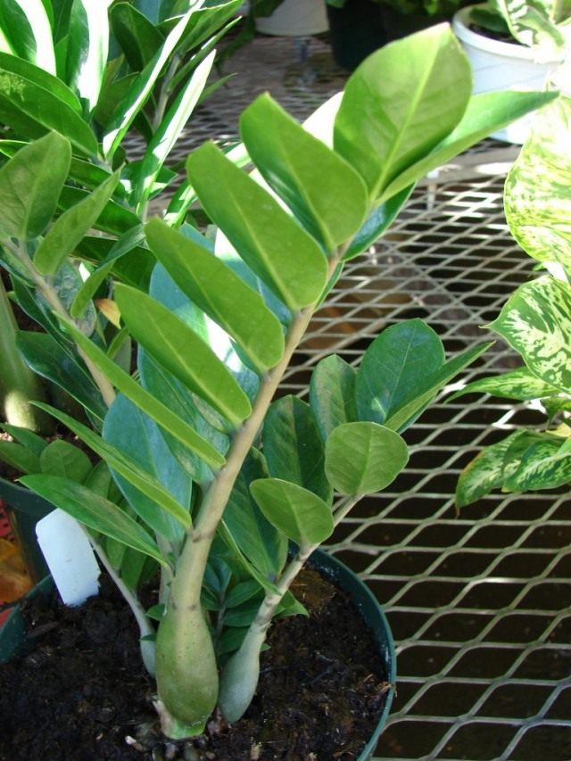 Замиокулькас (Zamioculcas) Замиокулькас (Zamioculcas)